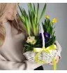 Первоцветы в корзине Ранняя пташка 